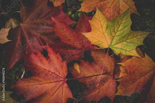 Full frame shot of fallen maple leaves during autumn