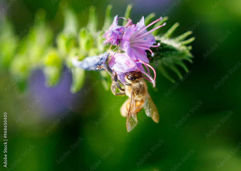 Bee on a blue flower in nature. Macro Bee on a blue flower in nature. Macro