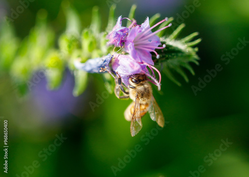 Bee on a blue flower in nature. Macro