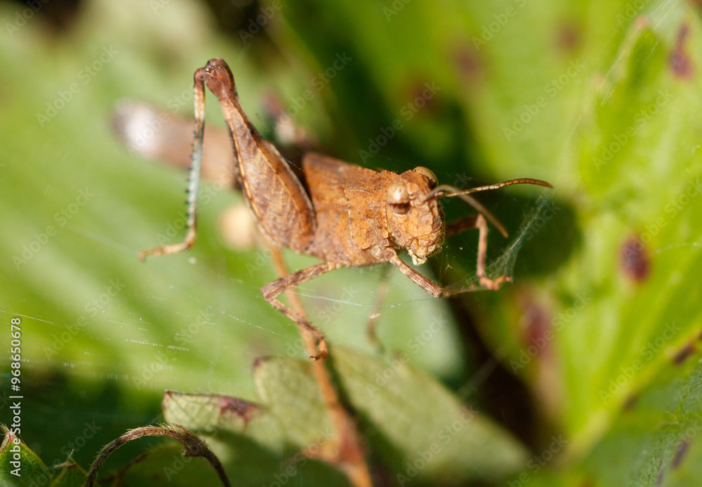 Fototapeta premium Grasshopper green vegetation in nature. Macro
