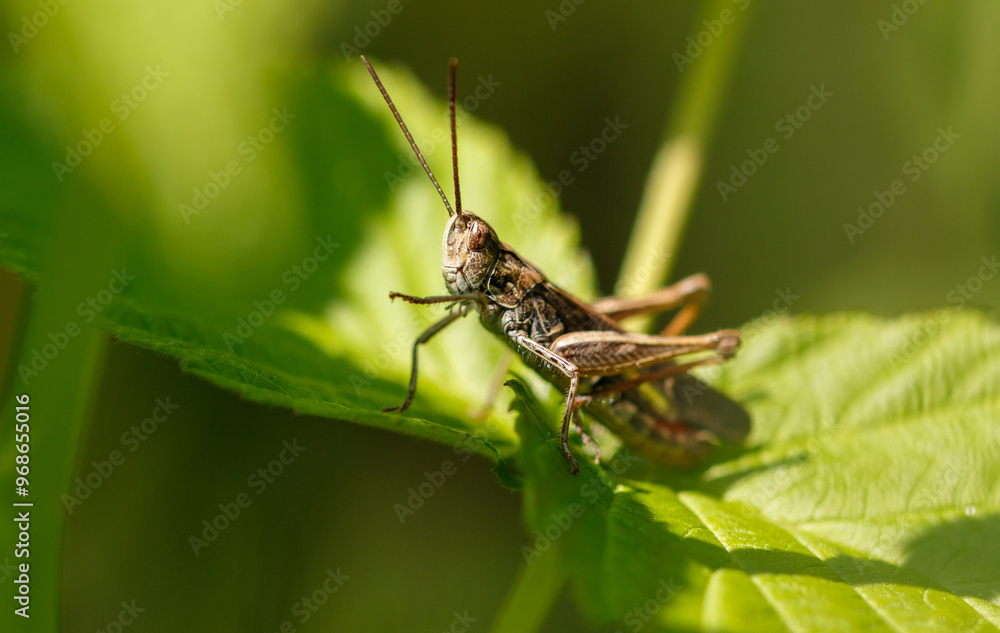Portrait of a grasshopper in nature. Macro Portrait of a grasshopper in nature. Macro