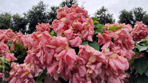 Foto Mussaenda alicia flowers, pink and white flowers
