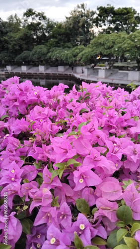 Pink Bougainvillea in the garden.