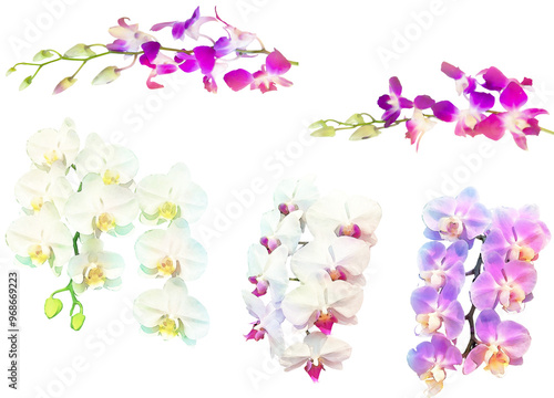 洋ランのイラスト素材セット2（胡蝶蘭とデンドロビジウム）