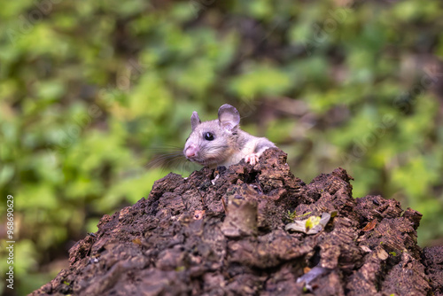 Ghiro, glis glis, dormiglione, libero nell'appenino Emiliano. photo