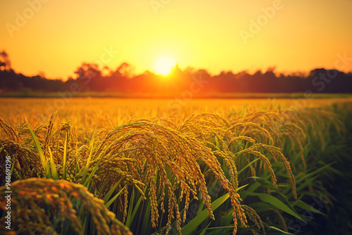Fototapeta Naklejka Na Ścianę i Meble -  A golden rice field at sunset with stalks of rice