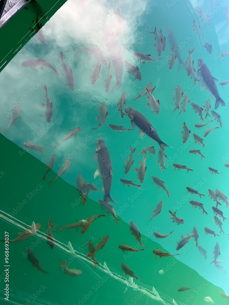 Obraz premium fish in lake