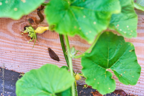 Photo of brown snail attacking garden vegetables photo