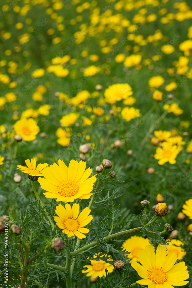Obraz premium Field of yellow flowers under blue cloudy sky. Beautiful summer colorful panoramic view of flower meadow with daisies against cloudy blue sky. Yellow daisy meadow with trees in the background. 