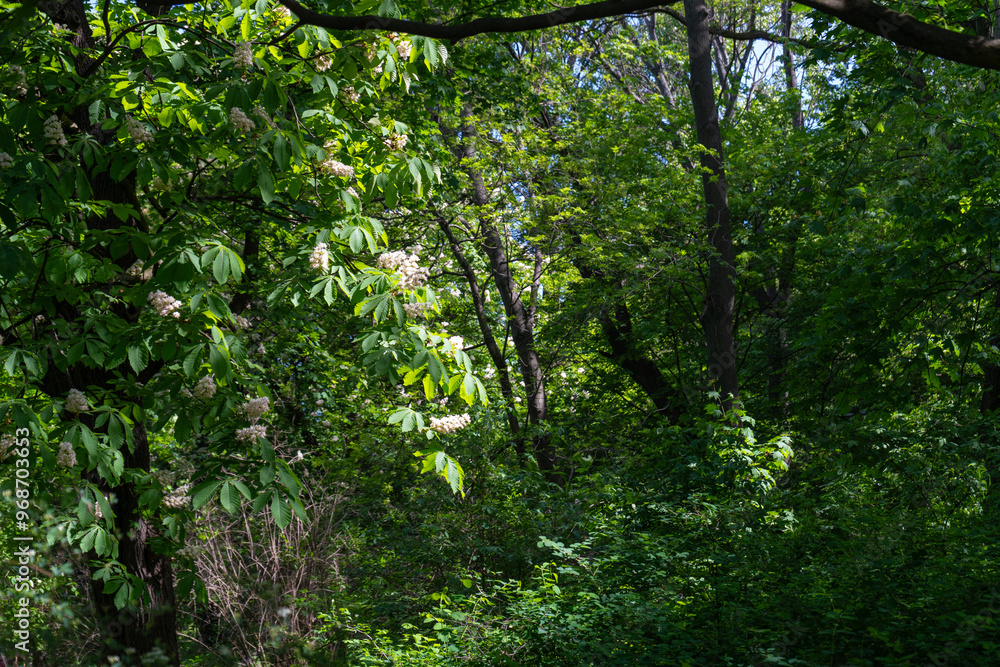 Obraz premium Young Light Green Chestnut Tree Leaves and Flowers Illuminated by the Sun, Blooming Chestnut Tree