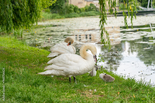 Swan family cleaning feathers, baby cygnets lakeside, adult and small swans on grassy bank