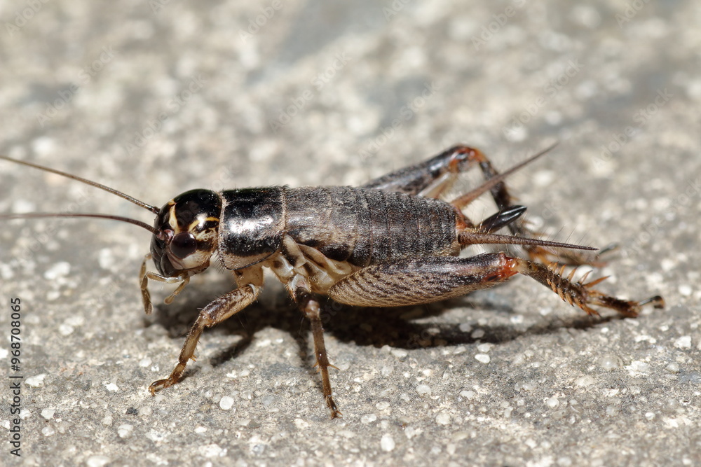 Fototapeta premium Australian Black Field Cricket, Teleogryllus commodus