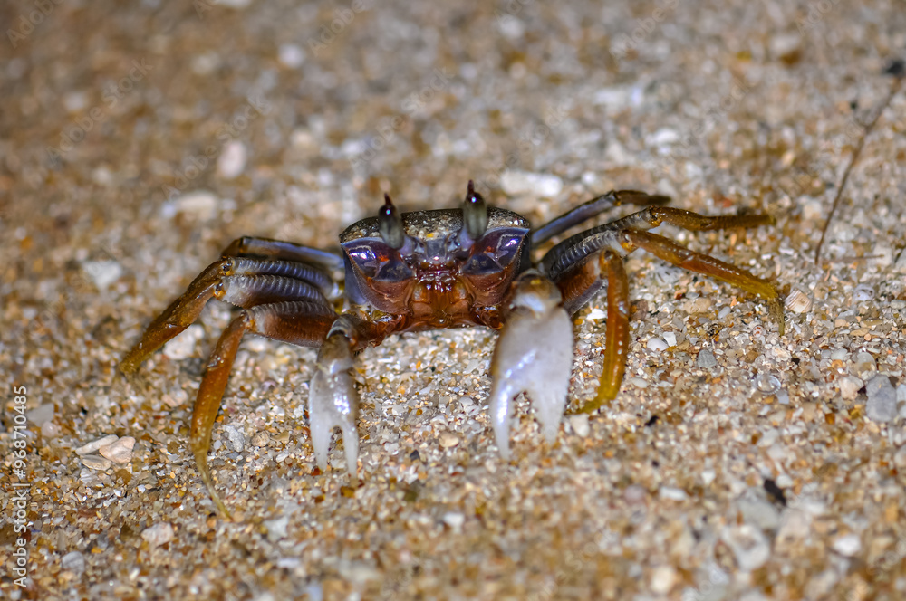 Crab on the sand of a Thai beach in the evening Crab on the sand of a Thai beach in the evening