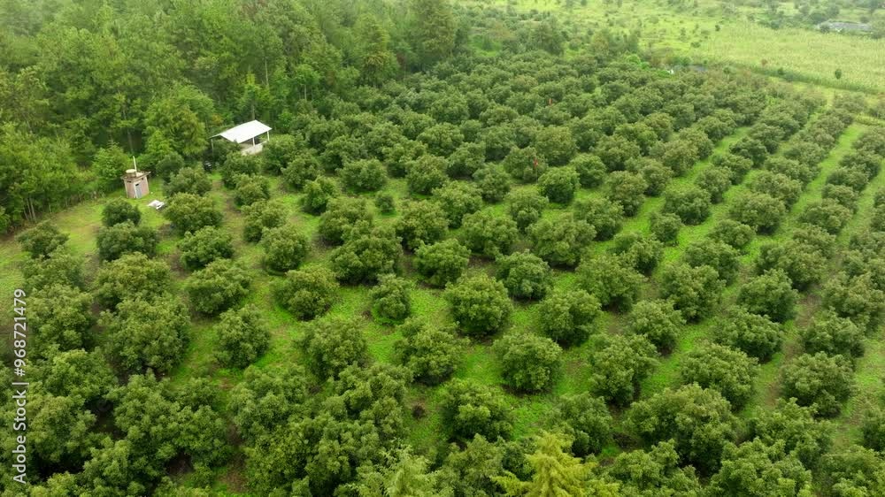 DRON SHOT ORBIT OF AVOCADO FIELDS ON A CLOUDY DAY NEAR URUAPAN