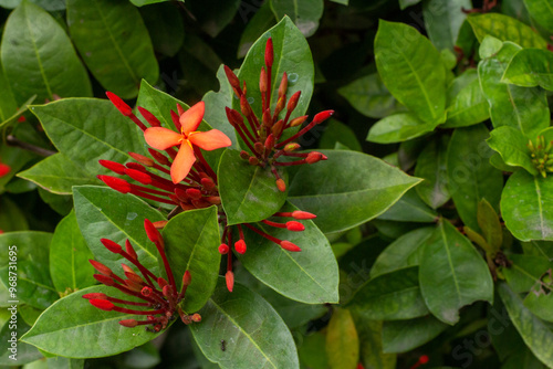 Pink Ixora coccinea (also known as jungle geranium, flame of the woods or jungle flame or pendkuli) is a species of flowering plant in the family Rubiaceae. photo