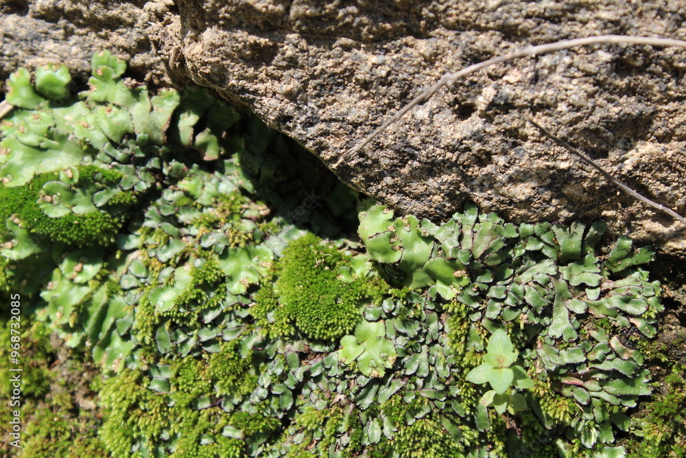 Green Moss grows on a Rock Green Moss grows on a Rock