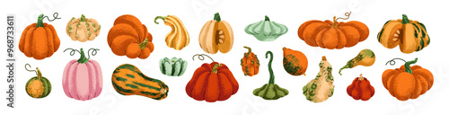 Pumpkins set. Autumn vegetables in orange, green, red color, fall fruits harvest for Halloween, Thanksgiving. Natural gourds, October season food. Flat vector illustration isolated on white background