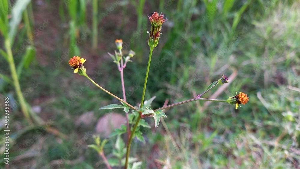 Bidens Tripartita or three lobe beggarticks Bidens Tripartita or three lobe beggarticks