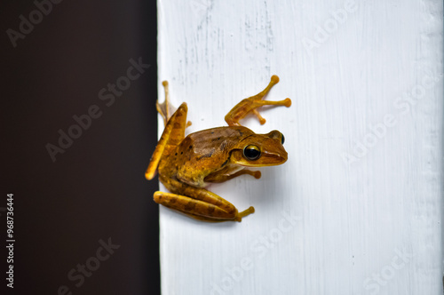 Frog Crawled Into House. Phuket, Thailand