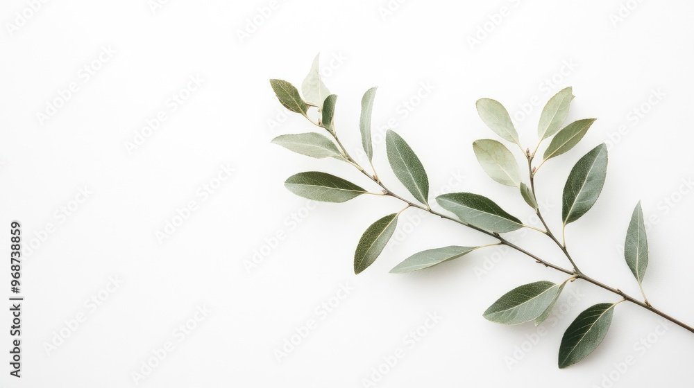 Close-up of a single green branch with delicate gold leaves on a minimalistic white background. No people. No logo. Close-up of a single green branch with delicate gold leaves on a minimalistic white background. No people. No logo.