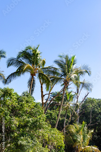 Praia do Jabaquara, Ilha Bela São Paulo Brasil. photo