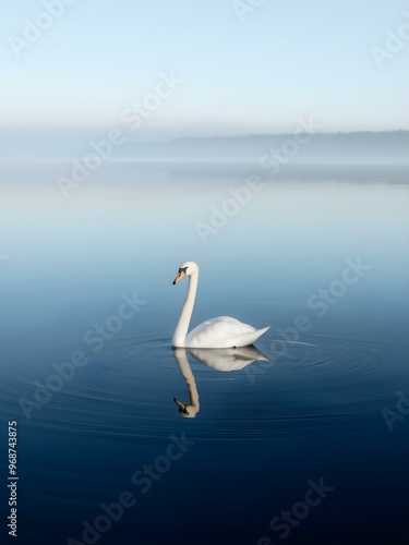 Fototapeta Naklejka Na Ścianę i Meble -  Reflection of a swan on a perfectly calm lake with a faded horizon