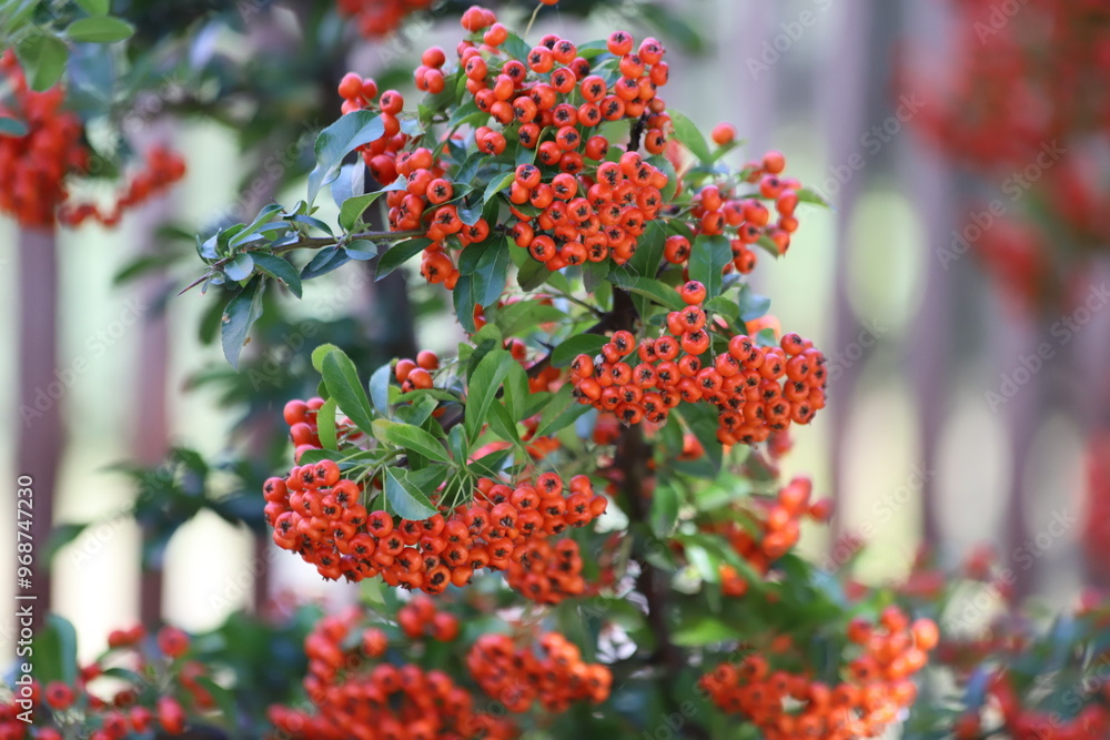 Obraz premium Pyracantha coccinea. Firethorn berries, rosaceae evergreen shrub.