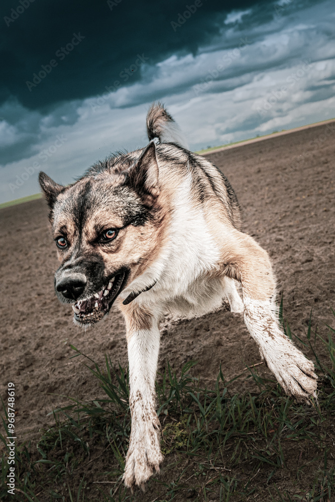 Angry Aggressive Mad Dog Running On Camera