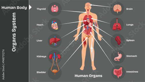 Adobe Illustrator Artwork, Internal human organs with headline and descriptions in vector illustration. anatomy of the body and all its organs