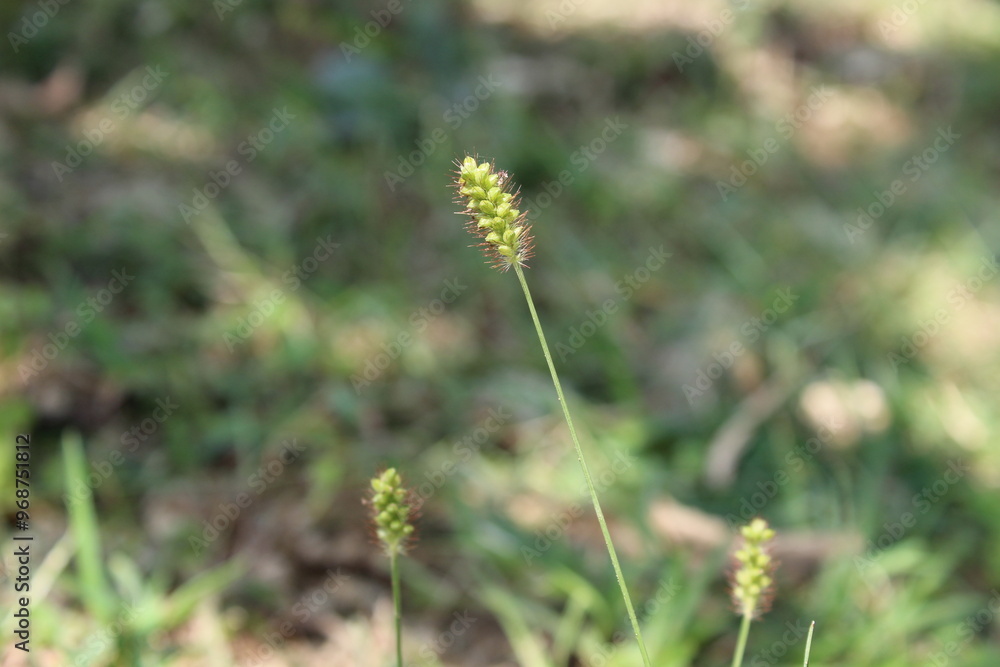 Setaria pumila, yellow foxtail, yellow bristle-grass, pigeon grass or cattail grass Setaria pumila, yellow foxtail, yellow bristle-grass, pigeon grass or cattail grass
