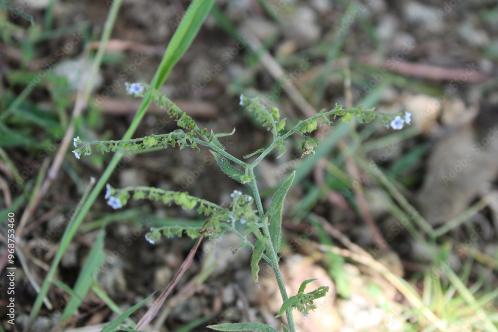 Cynoglossum Lanceolatum or Lanceleaf Forget Me Not Cynoglossum Lanceolatum or Lanceleaf Forget Me Not