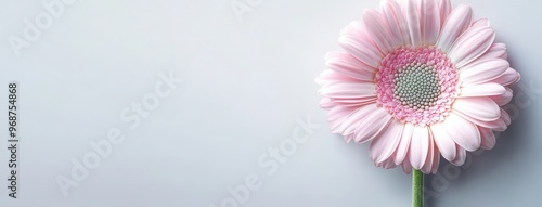 Beautiful pink gerbera flowers on white background. Banner with space for text. Light color profile.