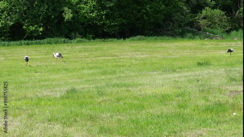 Storks walk a meadow - Storks walk through a freshly mown meadow, searching for insects and frogs to eat. The video captures their natural hunting behavior in a rural setting.