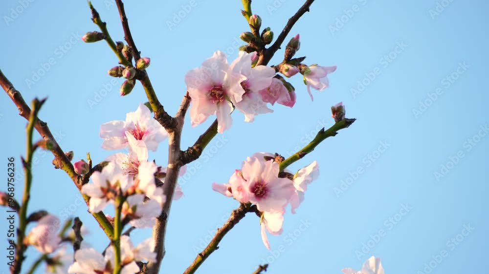 Delicate pretty pink and white blossoms of apricot tree in spring, telephoto Delicate pretty pink and white blossoms of apricot tree in spring, telephoto