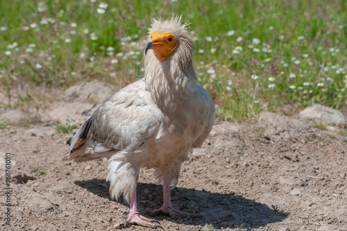 Egyptian vulture globally endangered species photo