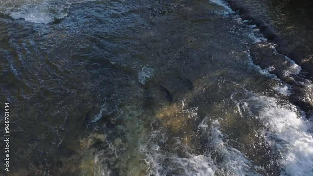 Salmon swim upstream through a flowing river with bubbling rapids, shot from an aerial view Salmon swim upstream through a flowing river with bubbling rapids, shot from an aerial view