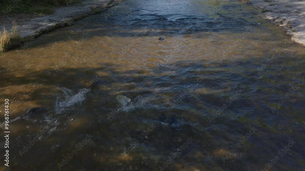 Clear river with gentle water flow under daylight as salmon swim upstream Clear river with gentle water flow under daylight as salmon swim upstream