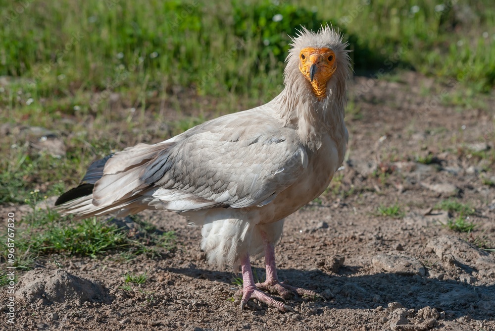 Egyptian vulture globally endangered species Egyptian vulture globally endangered species