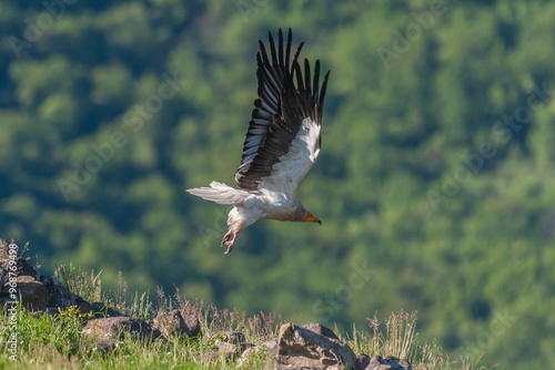 Egyptian vulture in flight photo