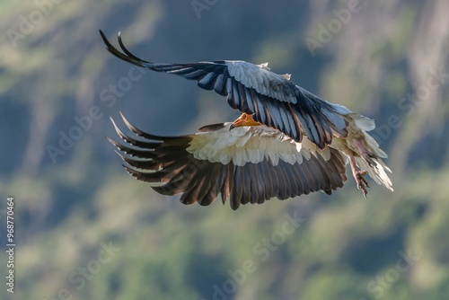 Fotografie Egyptian vulture in flight