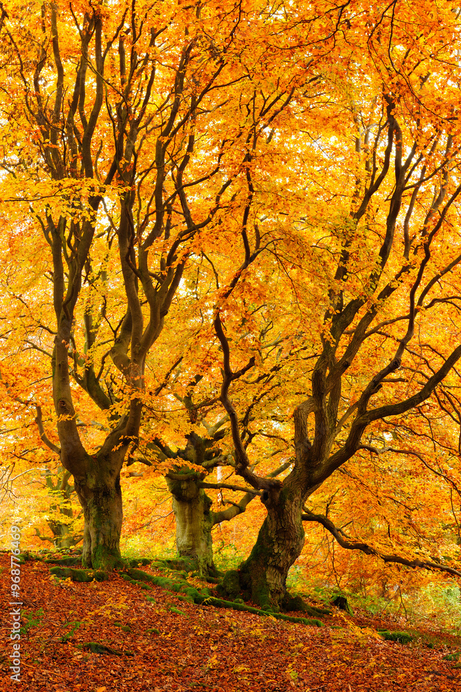 Forest of Gnarly Old Beech Trees in Autumn, Leaves Changing Colour Forest of Gnarly Old Beech Trees in Autumn, Leaves Changing Colour