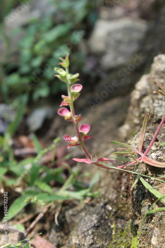 Helmet Skullcap, Scutellaria integrifolia or Hyssop Skullcap photo