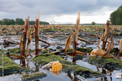 Bare Maize field in autumn after harvest and rain: stubbles and corncobs in mud under a cloudy sky