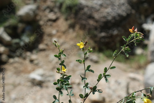 Lotus corniculatus or Birdsfoot Trefoil photo