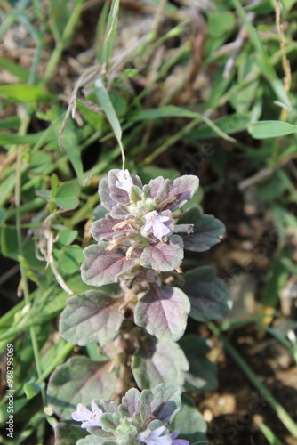 Ajuga Decumbens or Lallemantia royleana  photo