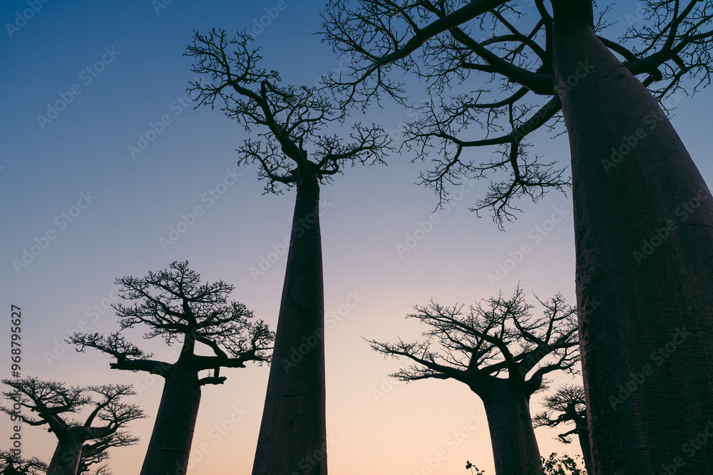 Baobab trees near Morondava Madacascar