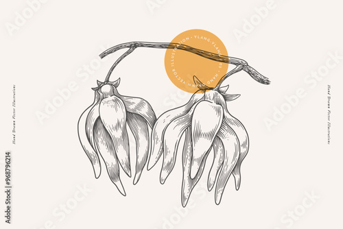 Flowers on a tropical ylang-ylang tree branch in engraving style. Beautiful ornamental plant, vector illustration. Botanical illustration for floral design in perfumery and cosmetology.