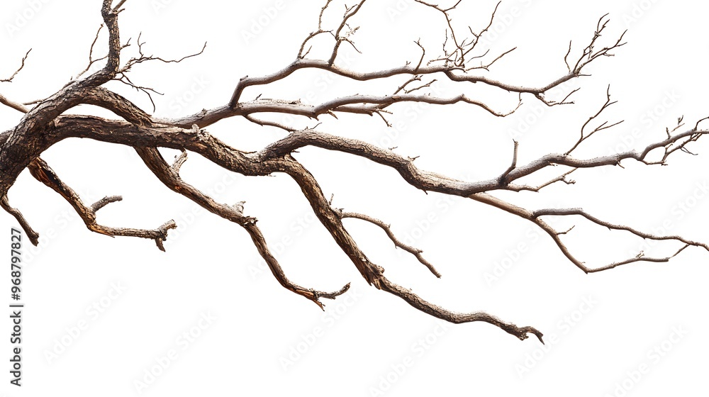 Obraz premium tree isolated on white