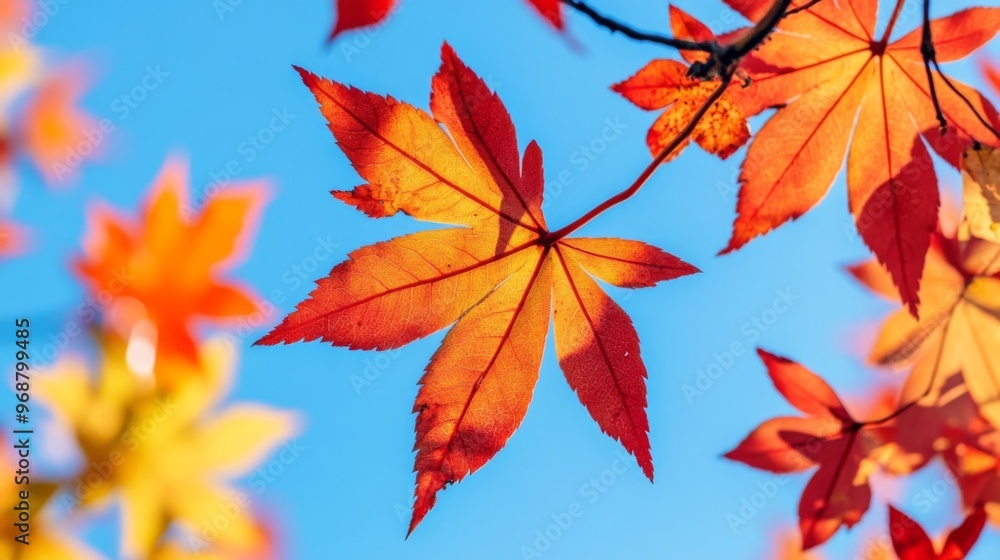 Vibrant Red and Yellow Maple Leaf Against a Blue Sky Vibrant Red and Yellow Maple Leaf Against a Blue Sky