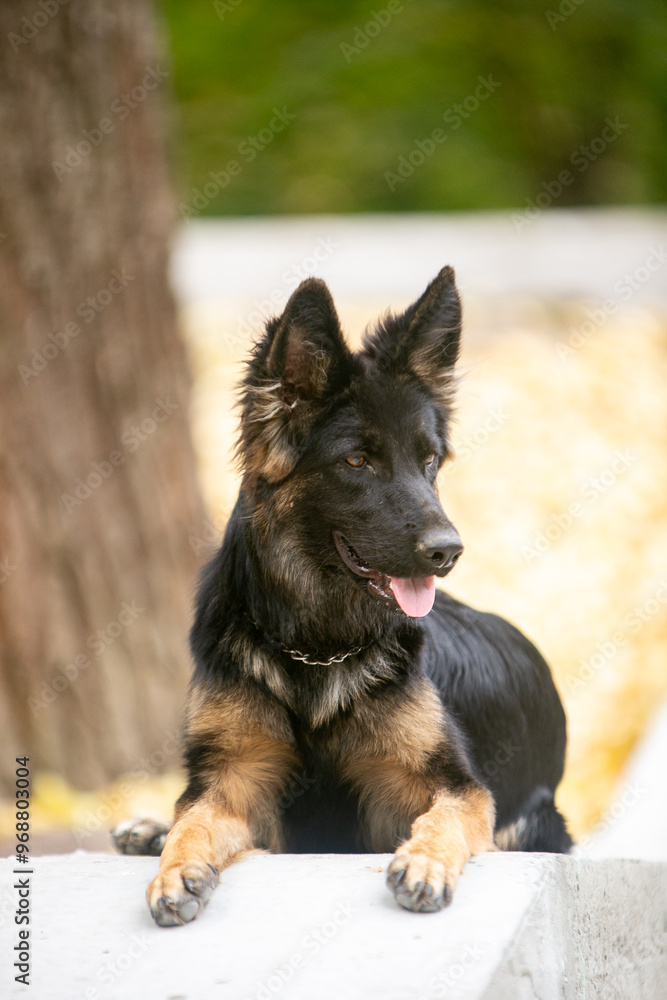 German Shepherds in the Park